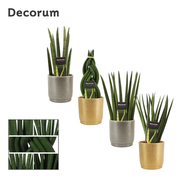 <h4>Sansevieria Cylindrica 12 cm Mix in Gabriël (Deco-collection)</h4>