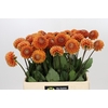 Dahlia Cornel Bronze