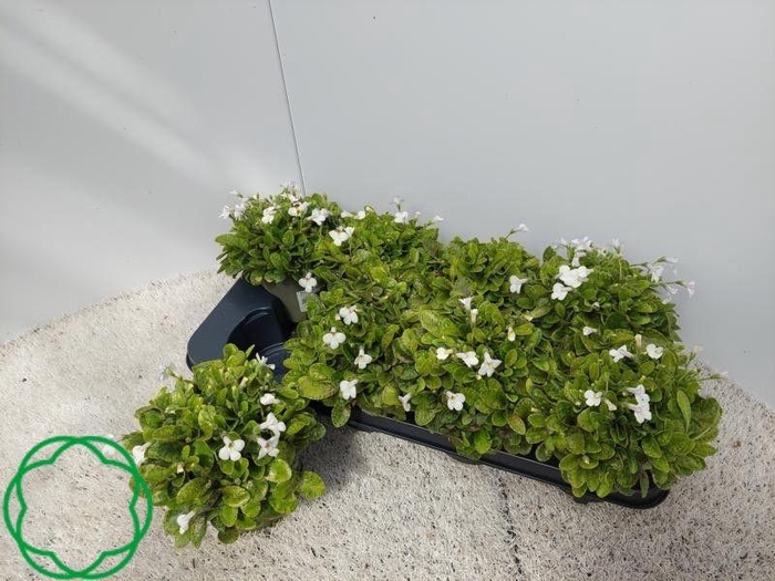 <h4>MAZUS REPTANS</h4>