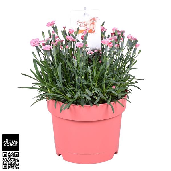 <h4>Dianthus 'Peach Party'</h4>