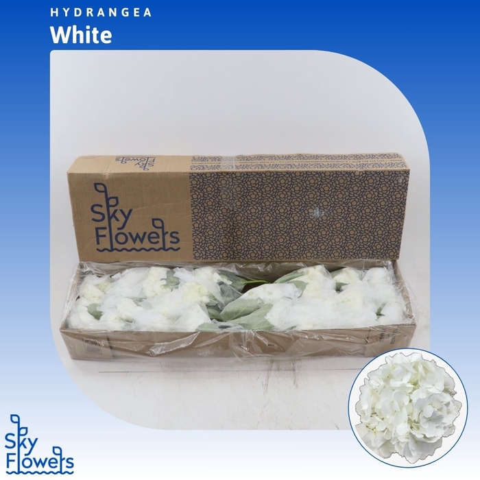 <h4>Hydrangea White</h4>