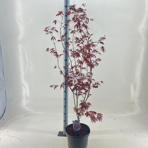 Acer palmatum Trompenburg