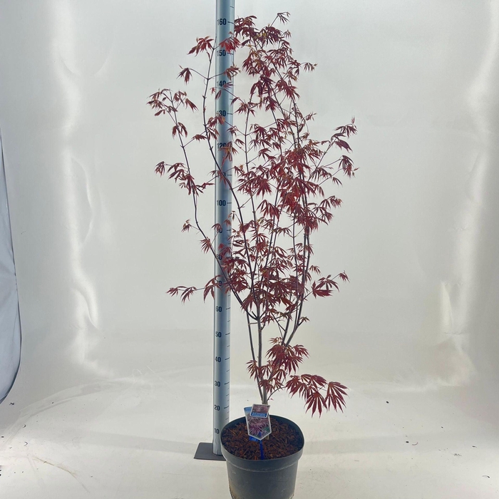 Acer palmatum Trompenburg