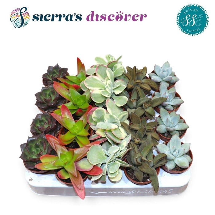 <h4>SUCC OV</h4>