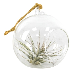 Tillandsia hangbol snow