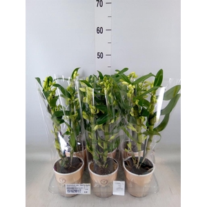 Dendrobium nob. 'StarCla Apollon'