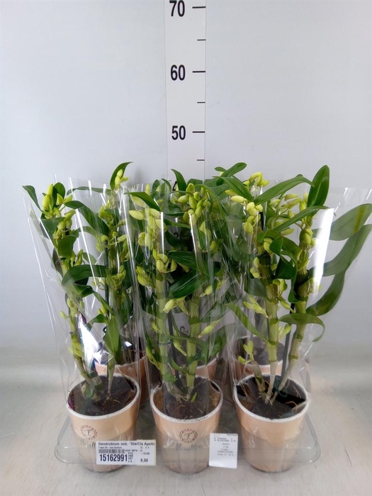 <h4>Dendrobium nob. 'StarCla Apollon'</h4>