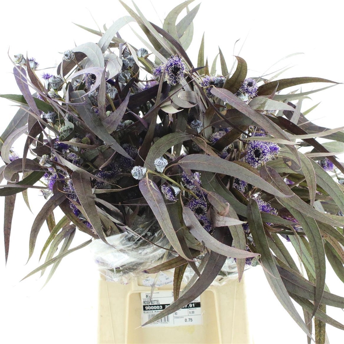 <h4>Euca Abs Boule Bloei Milka</h4>