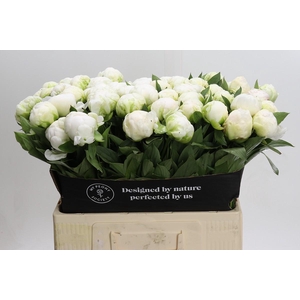 Paeonia Madame Claude Tain