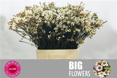 <h4>Chame Un Ella</h4>