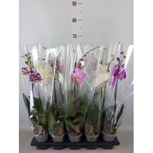 Phalaenopsis   ...mix  5