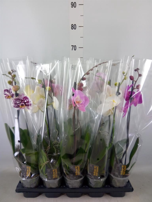 <h4>Phalaenopsis   ...mix  5</h4>