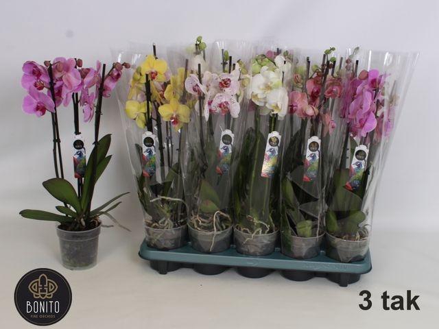 <h4>PHAL MIX 3 TAK</h4>