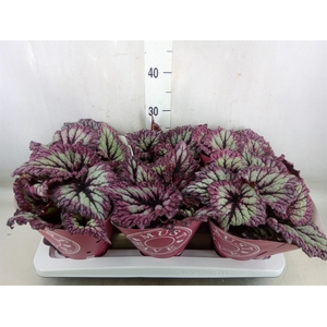 Begonia BD   ...
