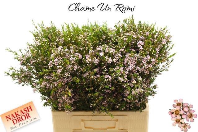 <h4>CHAME UN ROMI</h4>