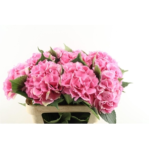 Hydr M Royal Love 80-21
