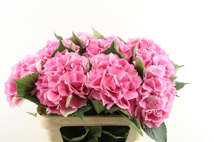 <h4>Hydr M Royal Love 80-21</h4>