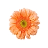 GERBERA AVIGNON >10 CM  DIAM > 050 CM PESSEGO