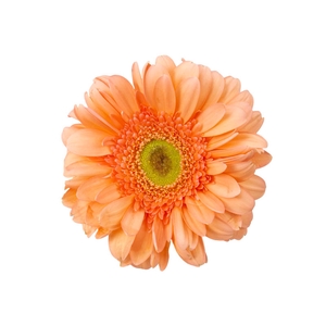 GERBERA AVIGNON >10 CM  DIAM > 050 CM PESSEGO