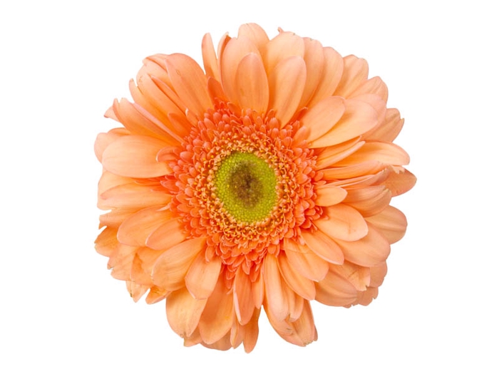 <h4>GERBERA AVIGNON >10 CM  DIAM > 050 CM PESSEGO</h4>