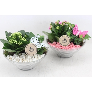 arr2 PL - Glas ribbelschaal x3 - roze/wit