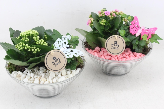 <h4>arr2 PL - Glas ribbelschaal x3 - roze/wit</h4>