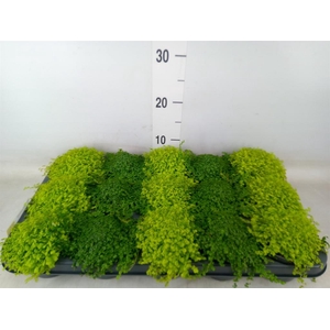 Soleirolia soleirolii   ...mix 2