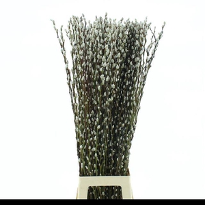SALIX CA SNOW FLAKE