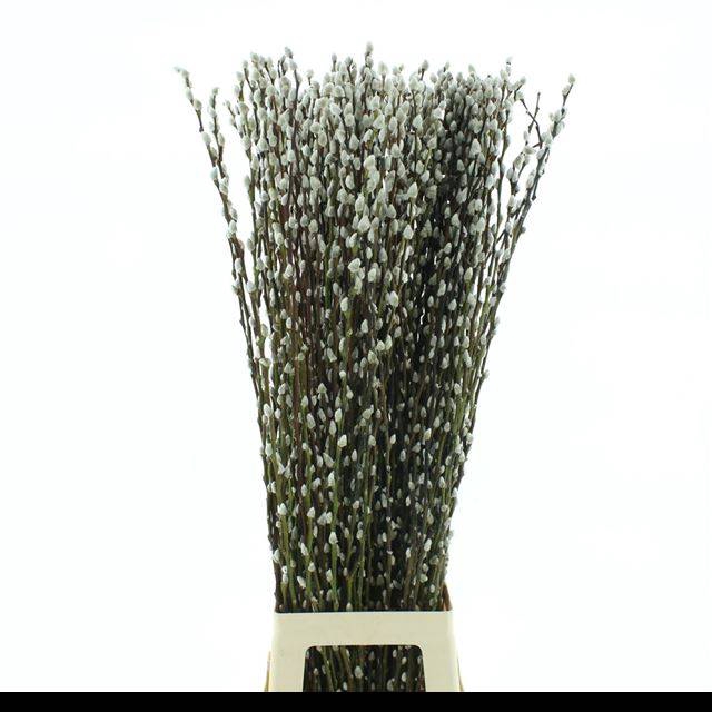 <h4>SALIX CA SNOW FLAKE</h4>