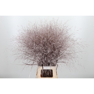 Panicum Kl Bh Champagne