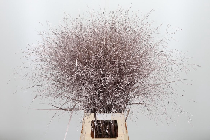 <h4>Panicum Kl Bh Champagne</h4>