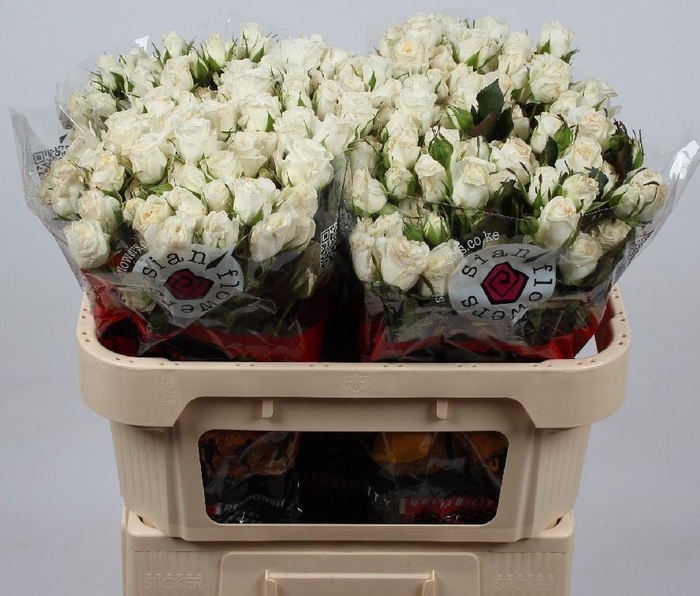 <h4>R TR WEDDING PARTY</h4>