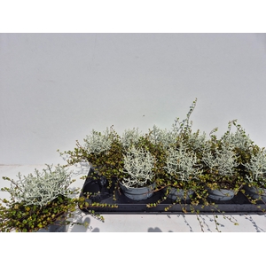 LEUCOPH/MUEHLENBECKIA