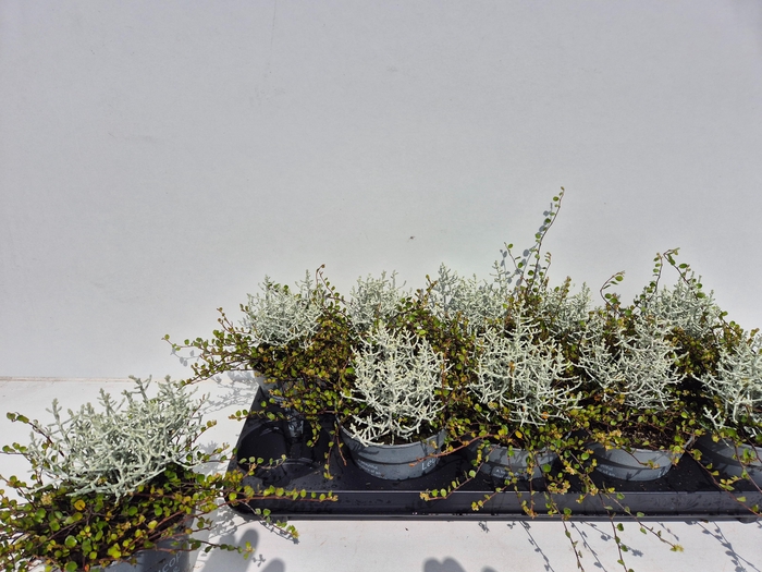 <h4>LEUCOPH/MUEHLENBECKIA</h4>