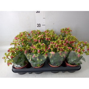 Kalanchoe HG 'Dream Bells'