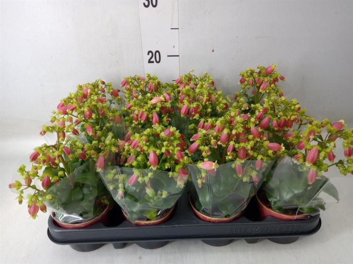 <h4>Kalanchoe HG 'Dream Bells'</h4>