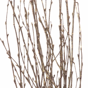 Birch 60cm Nat Gold Touch