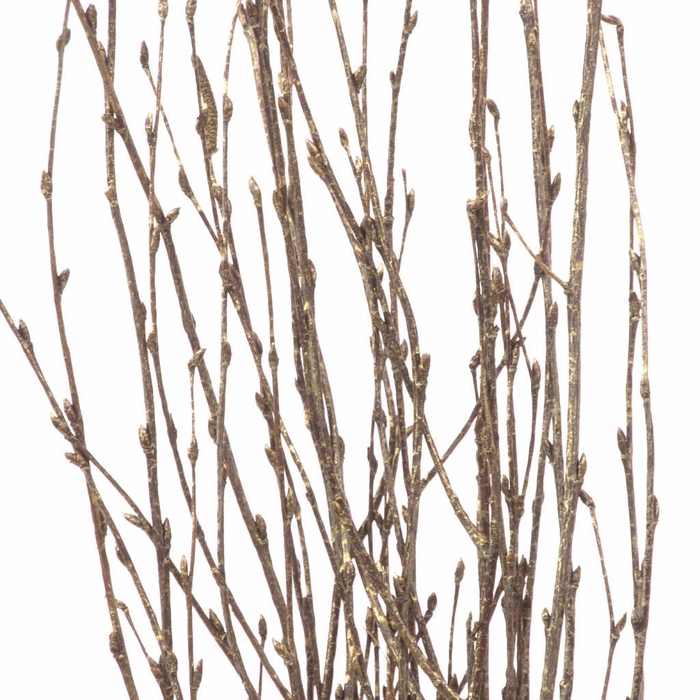 <h4>Birch 60cm Nat Gold Touch</h4>