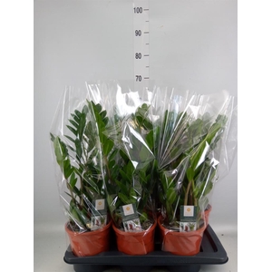 Zamioculcas zamiifolia
