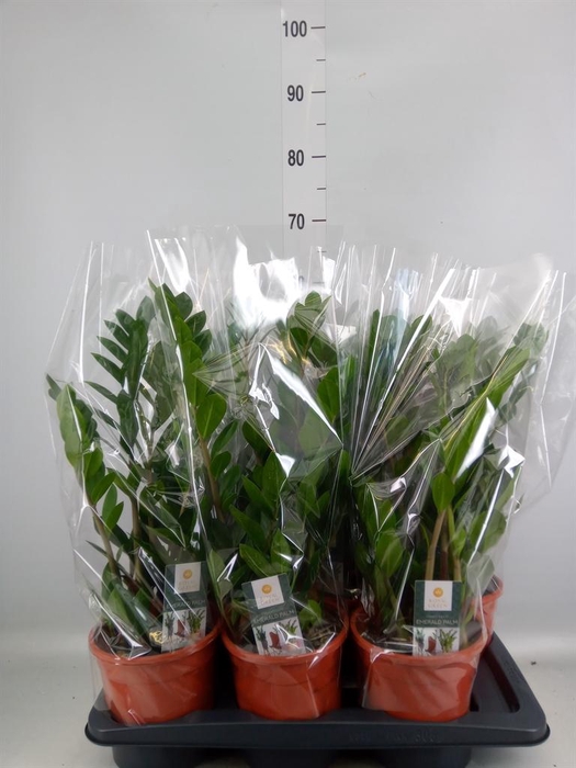 <h4>Zamioculcas zamiifolia</h4>
