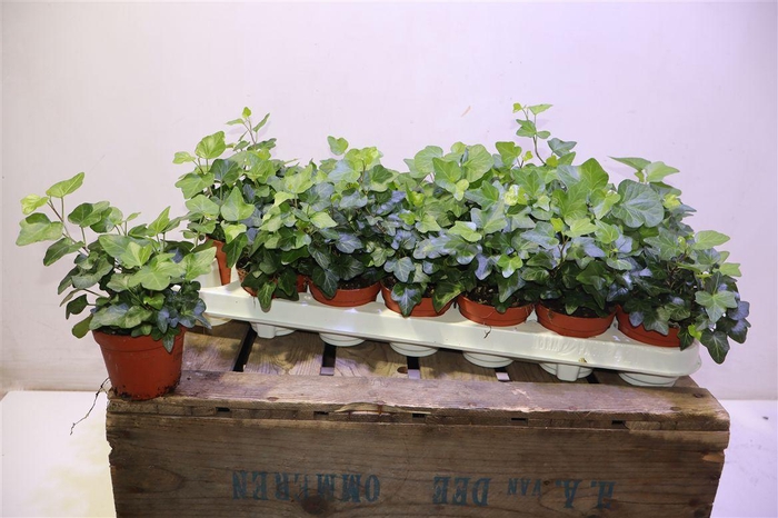 <h4>Hed He Wonder</h4>