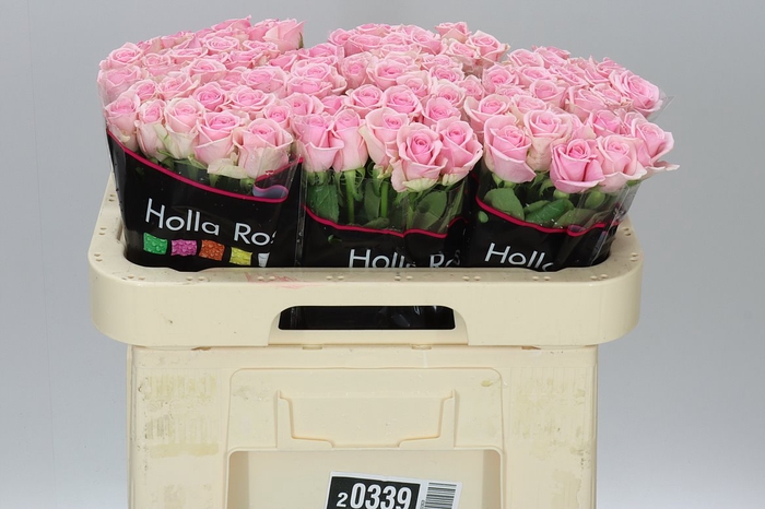 <h4>Rosa Gr Heaven</h4>