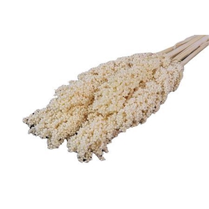 Bunch Sorghum Slv 6 Pcs L70