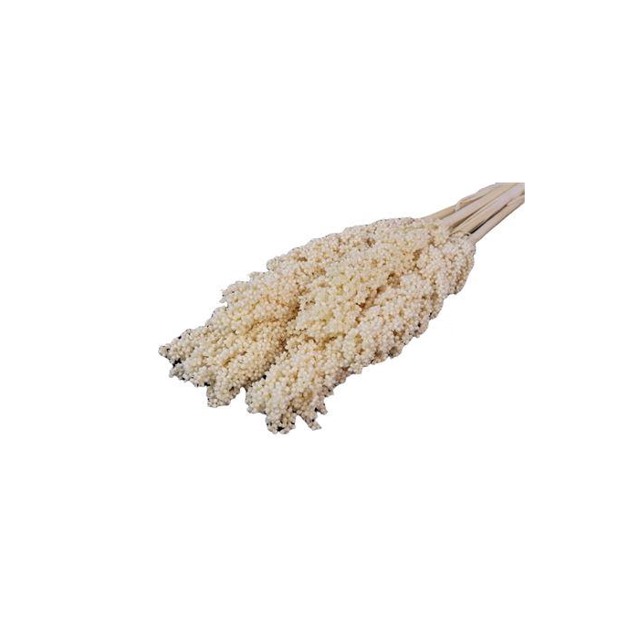 <h4>Bunch Sorghum Slv 6 Pcs L70</h4>