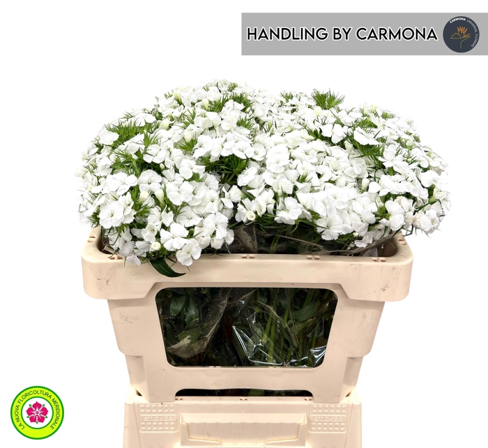 <h4>DI BARB DUKE BRE</h4>