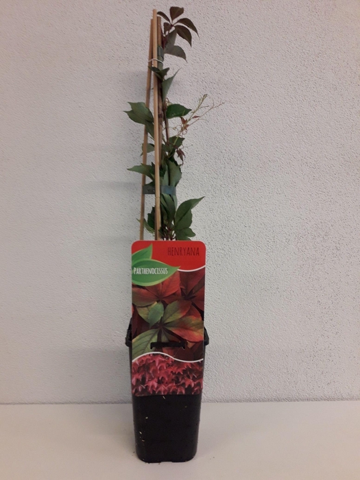 <h4>Parthenocissus henryana</h4>