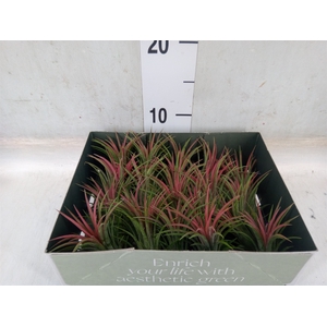 Tillandsia