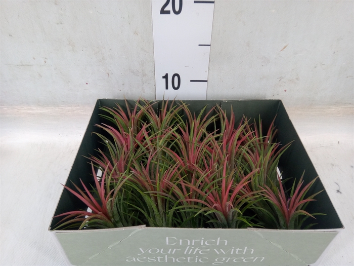 <h4>Tillandsia</h4>