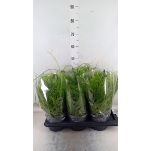 Rhipsalis baccifera 'Oasis'