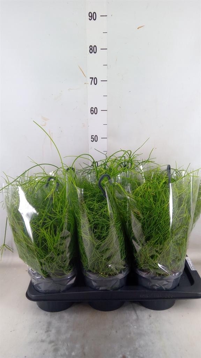 <h4>Rhipsalis baccifera 'Oasis'</h4>